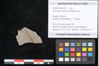 Foto (Objekt + Etikett) von Puccinites zosterae Ettingshausen (NHMW-GEO-2024-0188-6629)